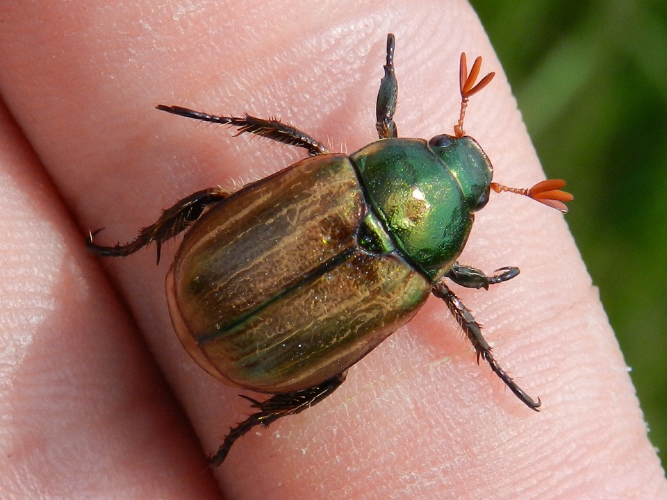 Rutelidae: Mimela junii